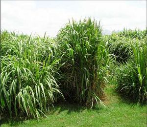 grass plant