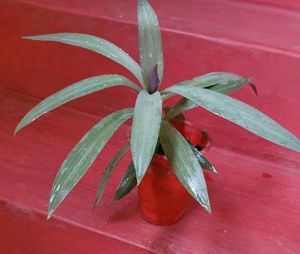 Moses-in-the-Cradle Plant  &amp; Pot