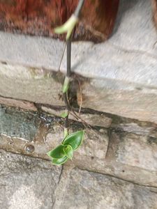 Basket Plant ( A Small Sapling)