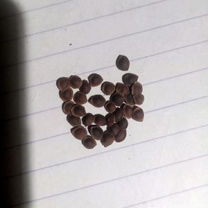 20seed Touch Me Not