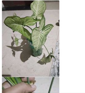 Any 8 Plant