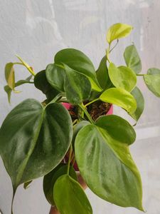 Oxycardium Plant In Self Watering Pot