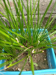 Lily For Home Gardening