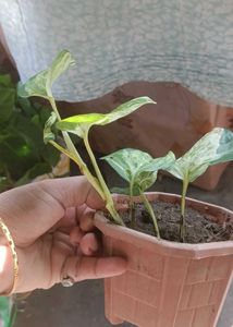 Beautiful Manjula Pothos Plant