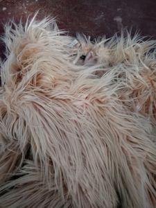 New Fur coat