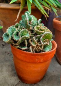 cactus with terracotta pot