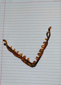 Amber Crab Hair Claw Clip
