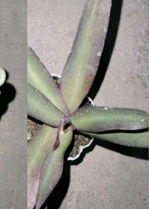 6 Plant With Rooted Combo