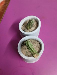 Cute Mini Cactus Pots Set