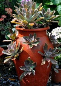 Echeveria Ghost