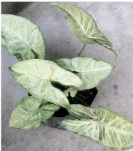 Green Leaves Combo Offer