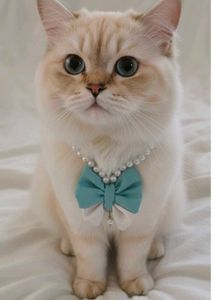 Cat dog Pearl Bow Necklace