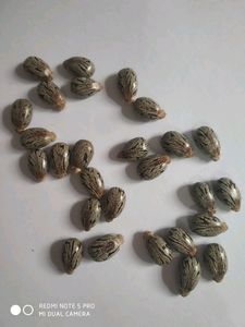 Castor Seeds