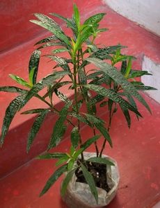Justicia pectoralis plant 🌵