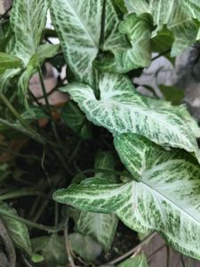 Syngonium Plant Cutting