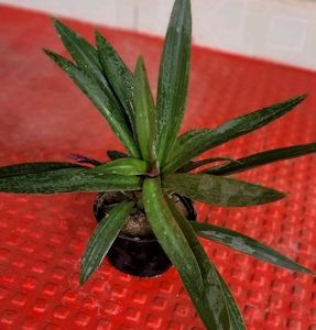 Tradescantia spathacea Plants🌵&amp; Pot