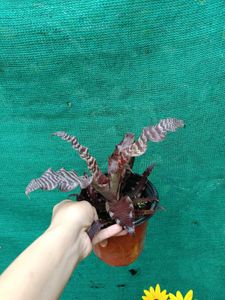 Cryptanthus Zonatus plant