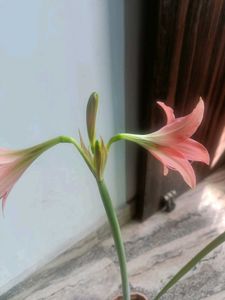 Amaryllis lily bulbs