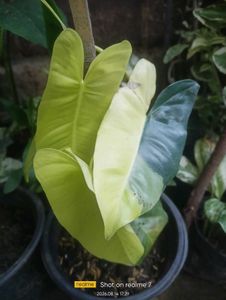 Variegated Philodendron Plant