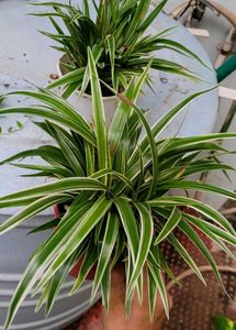 Set3 Spider &amp; Tradescantia fluminensis Plant