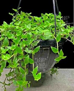 Live Turtle Vine Twigs (8-10)