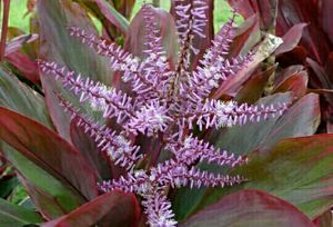Dracaena Red Ruby Plant 🌵&amp; Pot