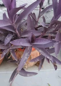 Beautiful Assorted Houseplants