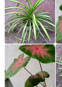Set 2 Pandanus veitchii & Caladium Alocasia Plants