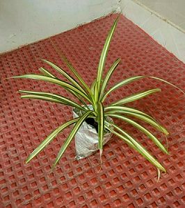 Set 2 Pandanus veitchii Plant 🌵