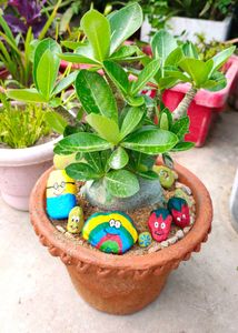 Adenium plant 5 year old