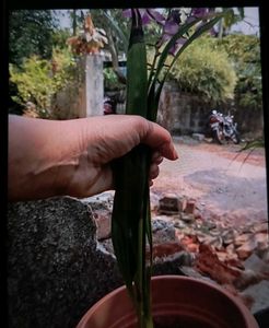 beautiful pink ground orchid
