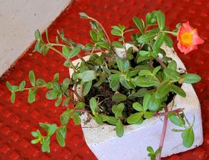 Portulaca grandiflora plant &amp; Pot