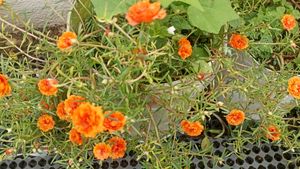 Combo Of 3 colour Portulaca Cutting And Seeds