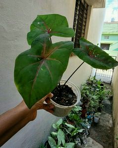 Caladium Bicilor Plant 🌵Pot