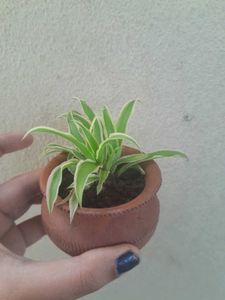Charming Spider Plant in tiny Terracotta cup