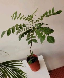 Curry Leaves Plant 🌵&amp; Pot