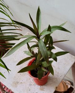 Set 4 Moses in the Cradle &amp; Arrowhead Plant🪴&amp; Pot