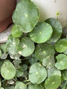 coin plant, Brahmi