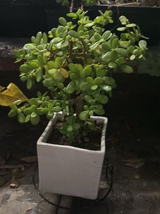 Original Mame Jade Plant in White Pot