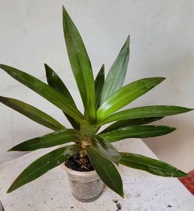 Moses-in-the-Cradle Plant🌵& Pot Indoor/Outdoor