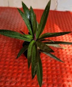 Tradescantia spathacea Plants🌵&amp; Pot