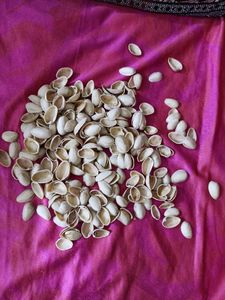 Pista Shells For Craft