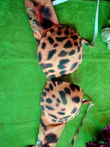 Leopard Print Push-Up Bra