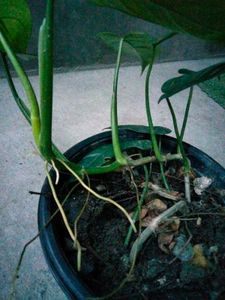2 hanging and I climber plants combo