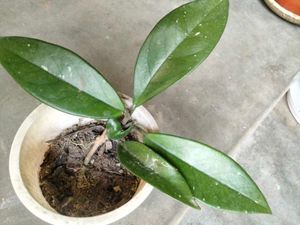 Assorted Potted Houseplants for Sale