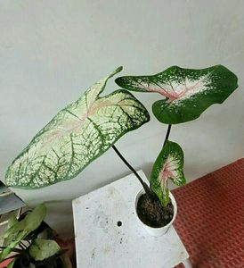 Pack 2 Syngonium &amp;calcium cherryplant 🌵