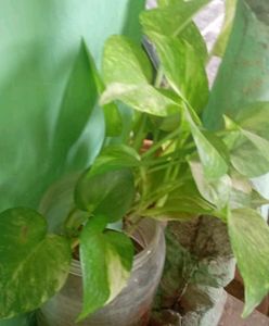 Money Plant ☘️