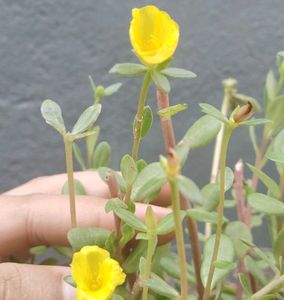Table Rose
