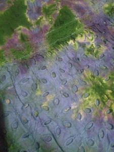 Tie-Dye Skirt