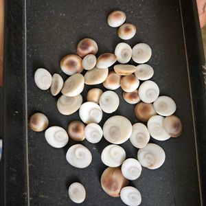 108 Natural Gomti Chakras (sacred operculum shells